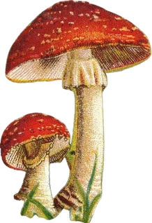 Mushroom collage