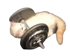 Cat benching a barbell
